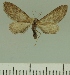  (Eupithecia JLCZW00204 - JLC ZW Lep 00204)  @11 [ ] Copyright (2010) Unspecified Research Collection of Juergen Lenz