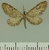  (Eupithecia laticallis - JLC ZW Lep 00209)  @11 [ ] Copyright (2010) Unspecified Research Collection of Juergen Lenz