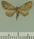  (Eupithecia pettyi - JLC ZW Lep 00211)  @13 [ ] Copyright (2010) Unspecified Research Collection of Juergen Lenz