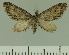  ( - JLC ZW Lep 00212)  @11 [ ] Copyright (2010) Unspecified Research Collection of Juergen Lenz