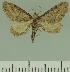  ( - JLC ZW Lep 00213)  @11 [ ] Copyright (2010) Unspecified Research Collection of Juergen Lenz