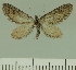  ( - JLC ZW Lep 00214)  @11 [ ] Copyright (2010) Unspecified Research Collection of Juergen Lenz