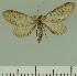  (Eupithecia JLCZW00215 - JLC ZW Lep 00215)  @11 [ ] Copyright (2010) Unspecified Research Collection of Juergen Lenz