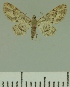  ( - JLC ZW Lep 00221)  @13 [ ] Copyright (2010) Unspecified Research Collection of Juergen Lenz