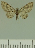  ( - JLC ZW Lep 00222)  @13 [ ] Copyright (2010) Unspecified Research Collection of Juergen Lenz
