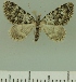 (Piercia BOLD:AAM0733 - JLC ZW Lep 00225)  @14 [ ] Copyright (2010) Unspecified Research Collection of Juergen Lenz