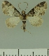  ( - JLC ZW Lep 00226)  @12 [ ] Copyright (2010) Unspecified Research Collection of Juergen Lenz