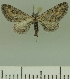  ( - JLC ZW Lep 00227)  @13 [ ] Copyright (2010) Unspecified Research Collection of Juergen Lenz