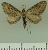  (Eupithecia BOLD:AAM0368 - JLC ZW Lep 00228)  @14 [ ] Copyright (2010) Unspecified Research Collection of Juergen Lenz