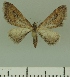  (Eupithecia BOLD:AAM0366 - JLC ZW Lep 00229)  @14 [ ] Copyright (2010) Unspecified Research Collection of Juergen Lenz