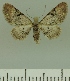  ( - JLC ZW Lep 00230)  @14 [ ] Copyright (2010) Unspecified Research Collection of Juergen Lenz