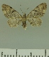  (Eupithecia BOLD:AAL5176 - JLC ZW Lep 00231)  @14 [ ] Copyright (2010) Unspecified Research Collection of Juergen Lenz