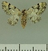  (Eupithecia perigrapta - JLC ZW Lep 00237)  @14 [ ] Copyright (2010) Unspecified Research Collection of Juergen Lenz