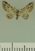  (Chloroclystis JLCZW00241 - JLC ZW Lep 00241)  @11 [ ] Copyright (2010) Unspecified Research Collection of Juergen Lenz