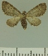  ( - JLC ZW Lep 00244)  @14 [ ] Copyright (2010) Unspecified Research Collection of Juergen Lenz