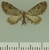  ( - JLC ZW Lep 00246)  @14 [ ] Copyright (2010) Unspecified Research Collection of Juergen Lenz