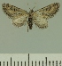  (Eupithecia JLCZW00251 - JLC ZW Lep 00251)  @11 [ ] Copyright (2010) Unspecified Research Collection of Juergen Lenz