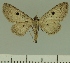  (Eupithecia JLCZW00253 - JLC ZW Lep 00253)  @14 [ ] Copyright (2010) Unspecified Research Collection of Juergen Lenz