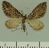  (Eupithecia JLCZW00254 - JLC ZW Lep 00254)  @11 [ ] Copyright (2010) Unspecified Research Collection of Juergen Lenz