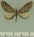  (Eupithecia JLCZW00255 - JLC ZW Lep 00255)  @14 [ ] Copyright (2010) Unspecified Research Collection of Juergen Lenz