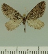  (Eupithecia JLCZW00256 - JLC ZW Lep 00256)  @14 [ ] Copyright (2010) Unspecified Research Collection of Juergen Lenz