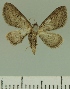  (Eupithecia JLCZW00258 - JLC ZW Lep 00258)  @11 [ ] Copyright (2010) Unspecified Research Collection of Juergen Lenz