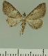  (Eupithecia JLCZW00259 - JLC ZW Lep 00259)  @11 [ ] Copyright (2010) Unspecified Research Collection of Juergen Lenz