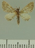  (Eupithecia JLCZW00260 - JLC ZW Lep 00260)  @11 [ ] Copyright (2010) Unspecified Research Collection of Juergen Lenz