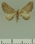  (Eupithecia JLCZW00261 - JLC ZW Lep 00261)  @11 [ ] Copyright (2010) Unspecified Research Collection of Juergen Lenz