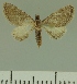  (Eupithecia JLCZW00262 - JLC ZW Lep 00262)  @11 [ ] Copyright (2010) Unspecified Research Collection of Juergen Lenz