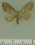  (Eupithecia JLCZW00263 - JLC ZW Lep 00263)  @13 [ ] Copyright (2010) Unspecified Research Collection of Juergen Lenz