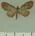  (Eupithecia JLCZW00265 - JLC ZW Lep 00265)  @12 [ ] Copyright (2010) Unspecified Research Collection of Juergen Lenz