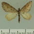  (Eupithecia JLCZW00266 - JLC ZW Lep 00266)  @11 [ ] Copyright (2010) Unspecified Research Collection of Juergen Lenz