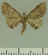  (Eupithecia JLCZW00267 - JLC ZW Lep 00267)  @11 [ ] Copyright (2010) Unspecified Research Collection of Juergen Lenz