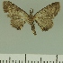  (Eupithecia JLCZW00268 - JLC ZW Lep 00268)  @11 [ ] Copyright (2010) Unspecified Research Collection of Juergen Lenz