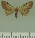  (Eupithecia JLCZW00269 - JLC ZW Lep 00269)  @11 [ ] Copyright (2010) Unspecified Research Collection of Juergen Lenz