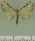  (Eupithecia amphilex - JLC ZW Lep 00270)  @14 [ ] Copyright (2010) Unspecified Research Collection of Juergen Lenz