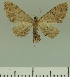  (Eupithecia JLCZW00272 - JLC ZW Lep 00272)  @11 [ ] Copyright (2010) Unspecified Research Collection of Juergen Lenz