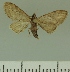  (Eupithecia JLCZW00273 - JLC ZW Lep 00273)  @12 [ ] Copyright (2010) Unspecified Research Collection of Juergen Lenz