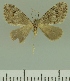  (Eupithecia JLCZW00274 - JLC ZW Lep 00274)  @13 [ ] Copyright (2010) Unspecified Research Collection of Juergen Lenz