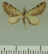  (Eupithecia JLCZW00275 - JLC ZW Lep 00275)  @11 [ ] Copyright (2010) Unspecified Research Collection of Juergen Lenz
