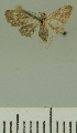  (Pasiphila BOLD:AAM0295 - JLC ZW Lep 00276)  @12 [ ] Copyright (2010) Unspecified Research Collection of Juergen Lenz