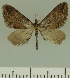  (Eupithecia JLCZW00278 - JLC ZW Lep 00278)  @13 [ ] Copyright (2010) Unspecified Research Collection of Juergen Lenz