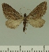  (Eupithecia JLCZW00279 - JLC ZW Lep 00279)  @13 [ ] Copyright (2010) Unspecified Research Collection of Juergen Lenz