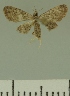  (Eupithecia JLCZW00280 - JLC ZW Lep 00280)  @11 [ ] Copyright (2010) Unspecified Research Collection of Juergen Lenz