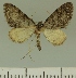  (Eupithecia JLCZW00282 - JLC ZW Lep 00282)  @13 [ ] Copyright (2010) Unspecified Research Collection of Juergen Lenz
