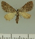  (Eupithecia JLCZW00283 - JLC ZW Lep 00283)  @11 [ ] Copyright (2010) Unspecified Research Collection of Juergen Lenz