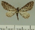  (Eupithecia JLCZW00285 - JLC ZW Lep 00285)  @14 [ ] Copyright (2010) Unspecified Research Collection of Juergen Lenz