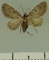  ( - JLC ZW Lep 00287)  @13 [ ] Copyright (2010) Unspecified Research Collection of Juergen Lenz