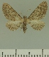  (Eupithecia JLCZW00288 - JLC ZW Lep 00288)  @11 [ ] Copyright (2010) Unspecified Research Collection of Juergen Lenz